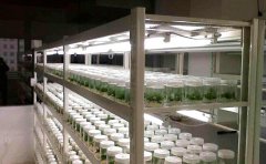 2017年光照培養(yǎng)架使用四大注意事項