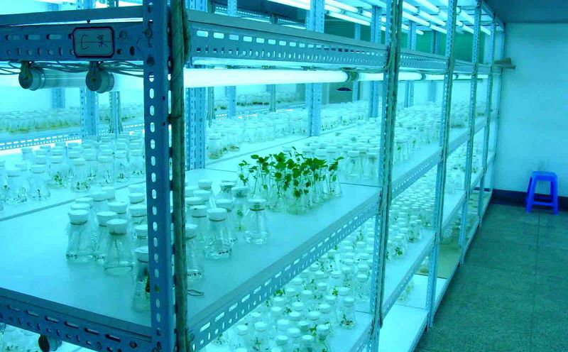 光照培養(yǎng)架