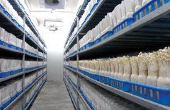 食用菌工廠化有哪些主要的特點(diǎn)