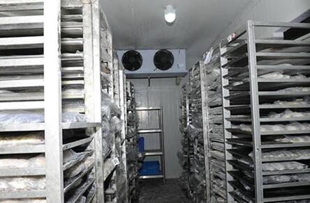 速凍冷庫(kù)建造