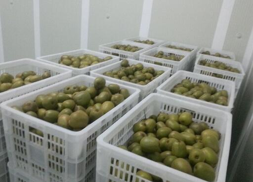 彌猴桃冷庫(kù)