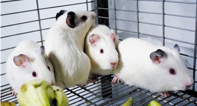 動(dòng)物實(shí)驗(yàn)室選址技巧