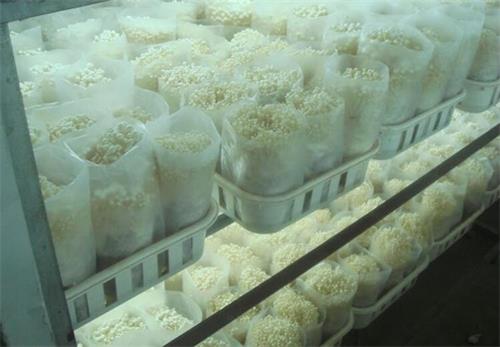 食用菌冷庫工程